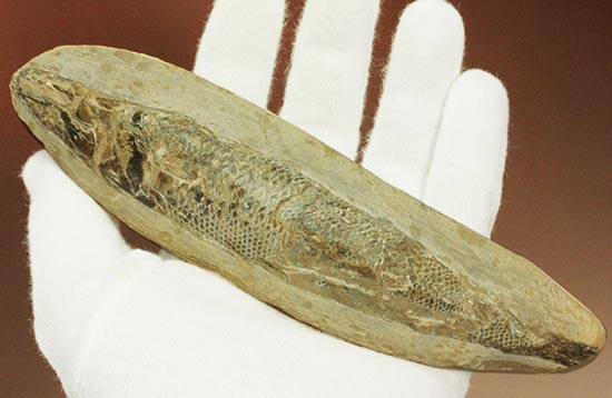 ウロコが見ものです！１６センチの白亜紀ブラジル産魚化石、ラコレピス（その4）