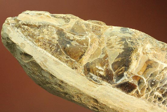 ウロコが見ものです！１６センチの白亜紀ブラジル産魚化石、ラコレピス（その5）