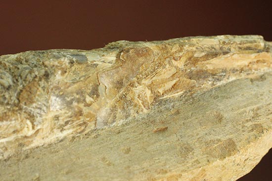 ウロコが見ものです！１６センチの白亜紀ブラジル産魚化石、ラコレピス（その9）