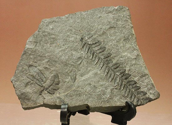 保存状態抜群！形がクッキリと残ったシダ植物の葉の化石。 化石 販売