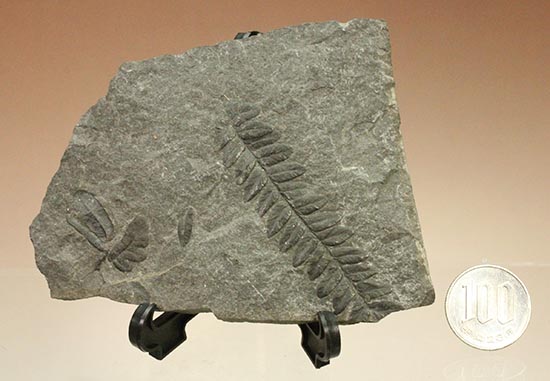 保存状態抜群!形がクッキリと残ったシダ植物の葉の化石。(その10)