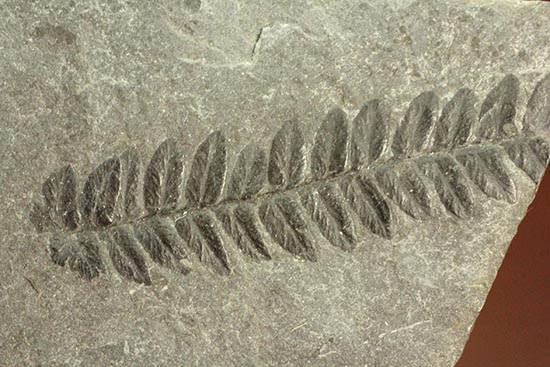 保存状態抜群!形がクッキリと残ったシダ植物の葉の化石。(その4)