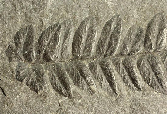 保存状態抜群!形がクッキリと残ったシダ植物の葉の化石。(その5)
