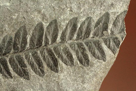 保存状態抜群!形がクッキリと残ったシダ植物の葉の化石。(その6)