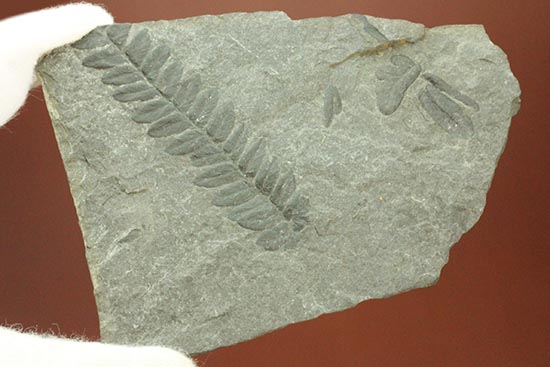 保存状態抜群!形がクッキリと残ったシダ植物の葉の化石。(その8)
