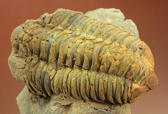 11cm超！大きな三葉虫カリメネ。/古生代オルドビス紀（5億500万 -- 4億4600万年前）【tr498】