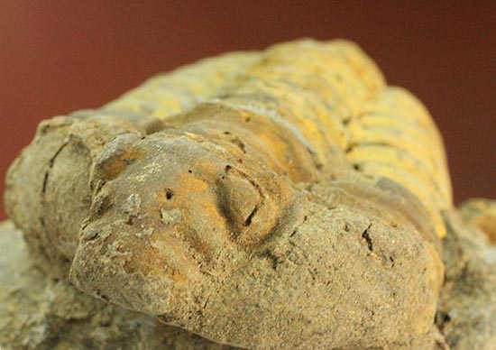 11cm超！大きな三葉虫カリメネ。/古生代オルドビス紀（5億500万 -- 4億4600万年前）【tr498】
