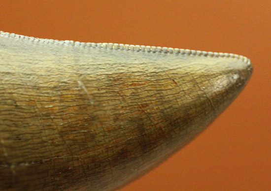 ダスプレトサウルス（ティラノサウルス科）の巨大歯の先端部分。ジェムのような保存状態。/中生代白亜紀（1億3500万 -- 6500万年前）【di923】