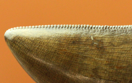 ダスプレトサウルス（ティラノサウルス科）の巨大歯の先端部分。ジェムのような保存状態。/中生代白亜紀（1億3500万 -- 6500万年前）【di923】
