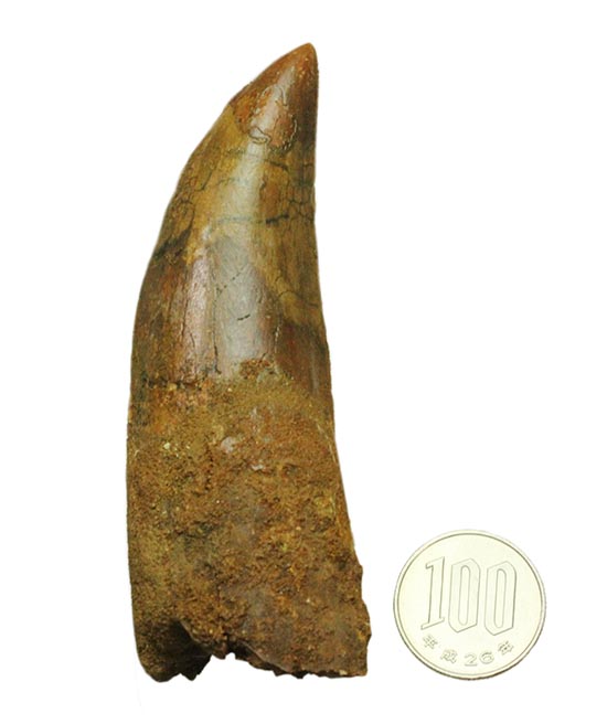 巨大歯であり、極太歯でもある、常識を覆す、極太のカルカロドントサウルスの巨大歯/中生代白亜紀（1億3500万 -- 6500万年前）【di924】