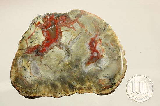 真紅が美しい、ジュラ紀の恐竜のウンチ化石。人気のカットタイプ。（その12）