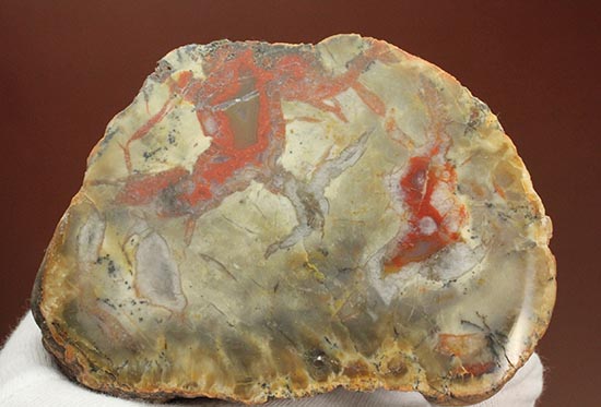 真紅が美しい、ジュラ紀の恐竜のウンチ化石。人気のカットタイプ。（その2）
