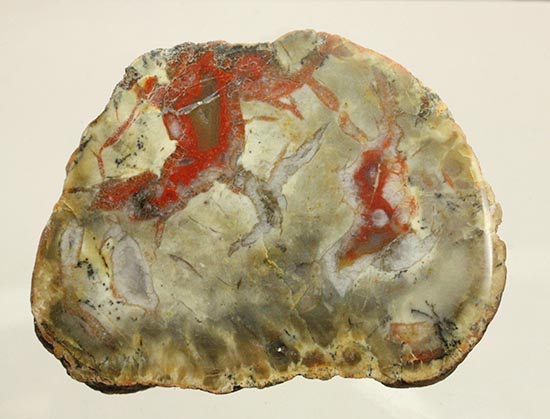 真紅が美しい、ジュラ紀の恐竜のウンチ化石。人気のカットタイプ。（その4）