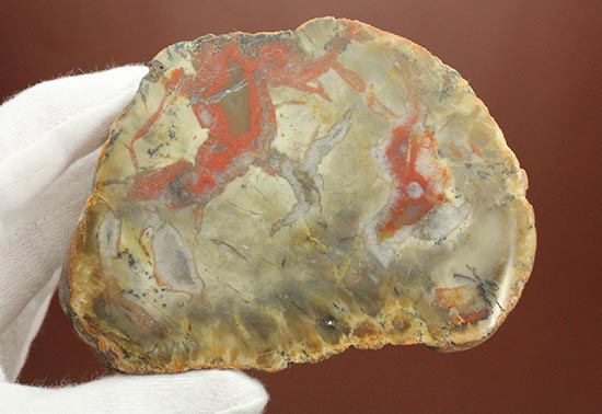真紅が美しい、ジュラ紀の恐竜のウンチ化石。人気のカットタイプ。（その5）