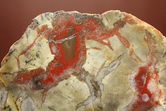 真紅が美しい、ジュラ紀の恐竜のウンチ化石。人気のカットタイプ。（その6）