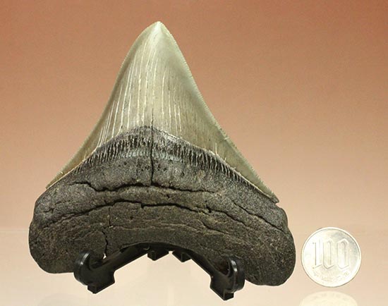 分厚い！申し分のない保存状態。最強のハンター、メガロドンの極上歯化石/新生代（6500万年前 -- 現在）【sh120】