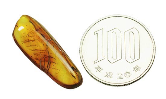 レモン色、オレンジ色・・・。琥珀色を満喫できる、バルト海産虫入り琥珀(Amber)(その12)