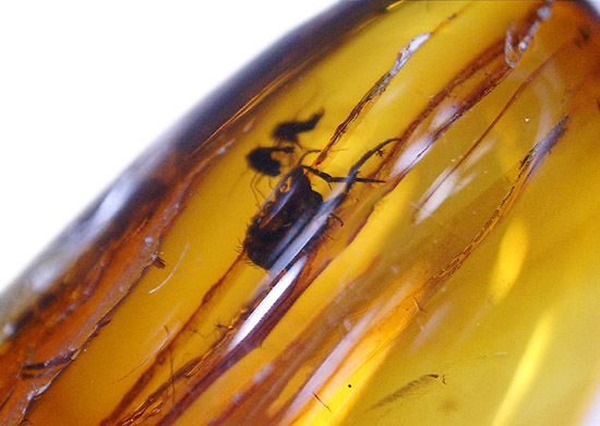 レモン色、オレンジ色・・・。琥珀色を満喫できる、バルト海産虫入り琥珀(Amber)(その3)