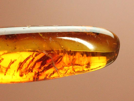 レモン色、オレンジ色・・・。琥珀色を満喫できる、バルト海産虫入り琥珀(Amber)(その7)