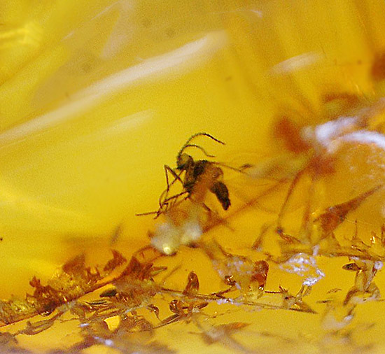 虫が一匹内包されています！バルト海産の虫入り琥珀(Amber)/新生代（6500万年前 -- 現在）【ot903】