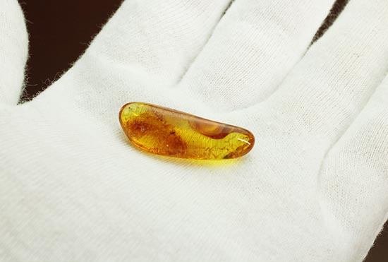 虫が一匹内包されています！バルト海産の虫入り琥珀(Amber)/新生代（6500万年前 -- 現在）【ot903】