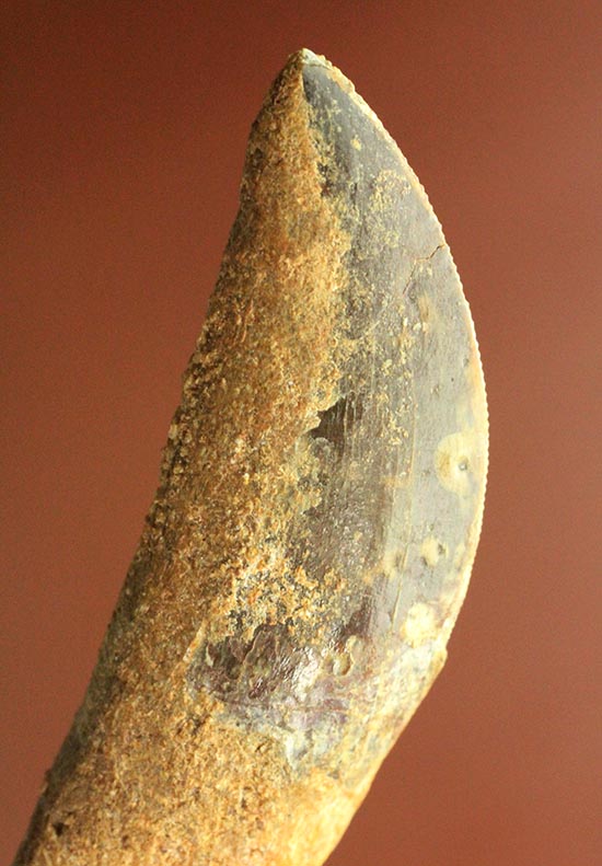まさにナイフの形状をした、肉食恐竜カルカロドントサウルス歯根付き歯化石(Carcharodontosaurus)/中生代白亜紀（1億3500万 -- 6500万年前）【di926】