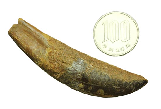 まさにナイフの形状をした、肉食恐竜カルカロドントサウルス歯根付き歯化石(Carcharodontosaurus)（その13）