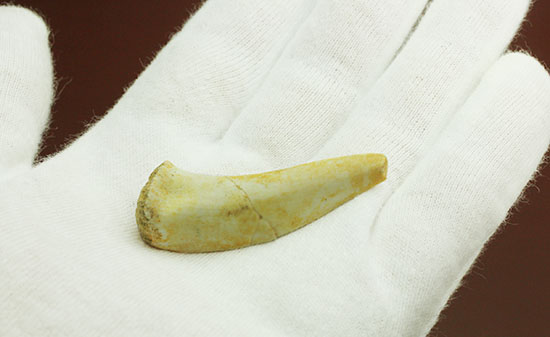 サービスプライス！恐ろしい古代魚エンコダスの歯化石。（その2）