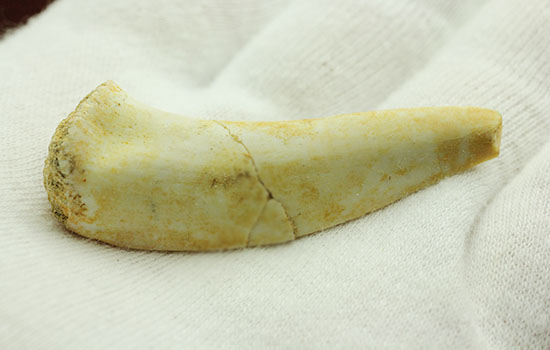 サービスプライス！恐ろしい古代魚エンコダスの歯化石。（その3）