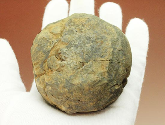 体節クッキリ!初期三葉虫のカリメネノジュール標本(その2)