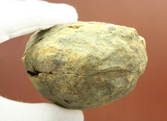 体節クッキリ!初期三葉虫のカリメネノジュール標本(その7)