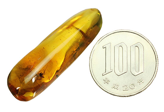 毛まで見えるクモを内包したバルト海産の虫入り琥珀(その17)