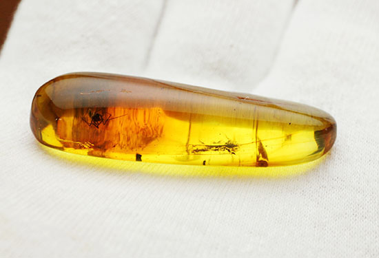 毛まで見えるクモを内包したバルト海産の虫入り琥珀(その5)