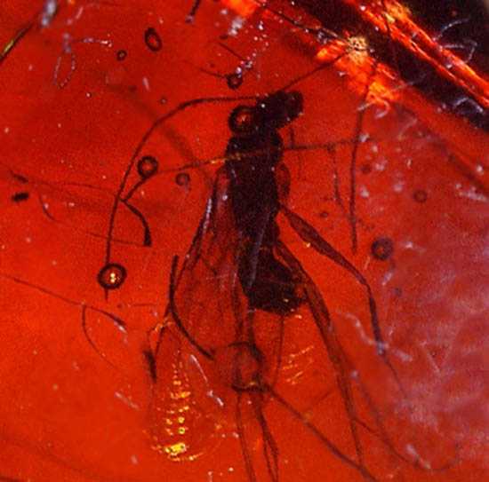 濃いオレンジ色のドミニカ産琥珀。虫と古代の泡を内包しています。(Amber)/新生代（6500万年前 -- 現在）【ot916】