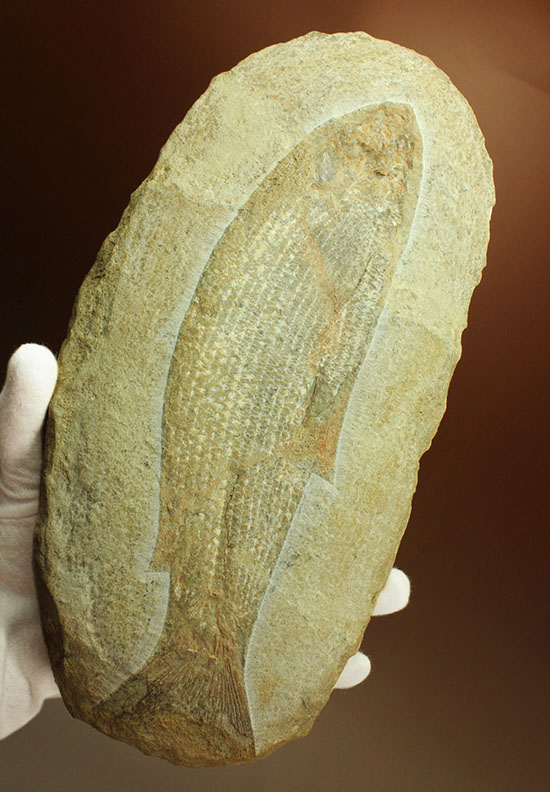 飾り映えします！ニシン目と推察される１億年前の古代魚の化石。ブラジル産。/中生代白亜紀（1億3500万 -- 6500万年前）【ot919】