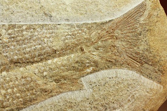 飾り映えします！ニシン目と推察される１億年前の古代魚の化石。ブラジル産。（その11）