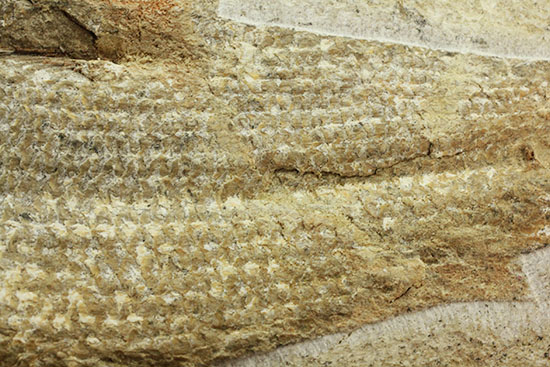 飾り映えします！ニシン目と推察される１億年前の古代魚の化石。ブラジル産。（その12）