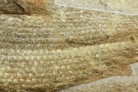 飾り映えします!ニシン目と推察される1億年前の古代魚の化石。ブラジル産。(その12)
