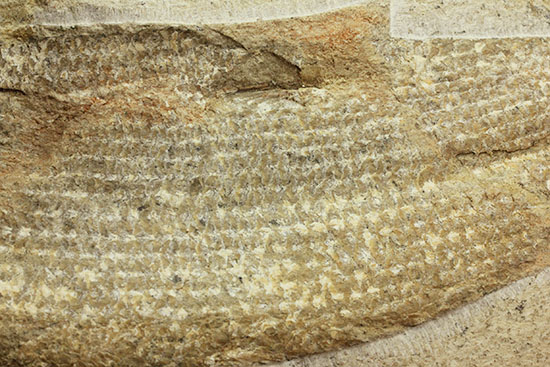 飾り映えします!ニシン目と推察される1億年前の古代魚の化石。ブラジル産。(その14)