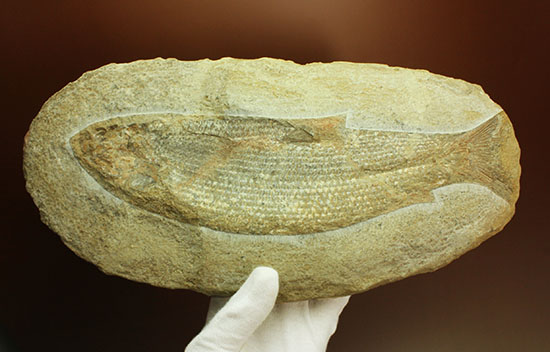 飾り映えします！ニシン目と推察される１億年前の古代魚の化石。ブラジル産。/中生代白亜紀（1億3500万 -- 6500万年前）【ot919】