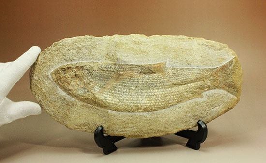 飾り映えします!ニシン目と推察される1億年前の古代魚の化石。ブラジル産。(その18)