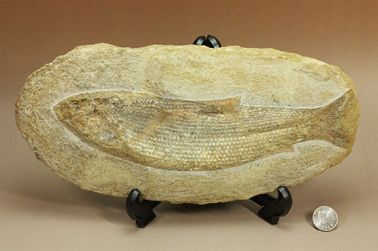 飾り映えします!ニシン目と推察される1億年前の古代魚の化石。ブラジル産。(その19)