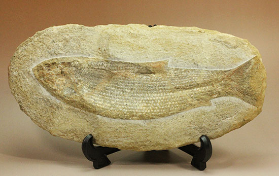 飾り映えします!ニシン目と推察される1億年前の古代魚の化石。ブラジル産。(その6)