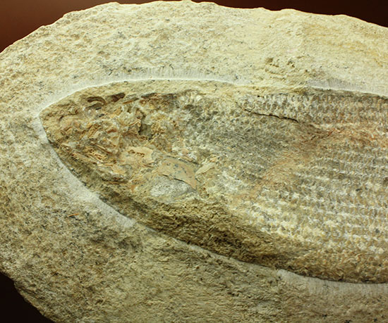 飾り映えします!ニシン目と推察される1億年前の古代魚の化石。ブラジル産。(その7)