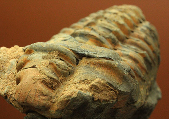尾部の盛り上がりが特徴です！１０センチオーバーのカリメネ三葉虫/古生代オルドビス紀（5億500万 -- 4億4600万年前）【tr502】