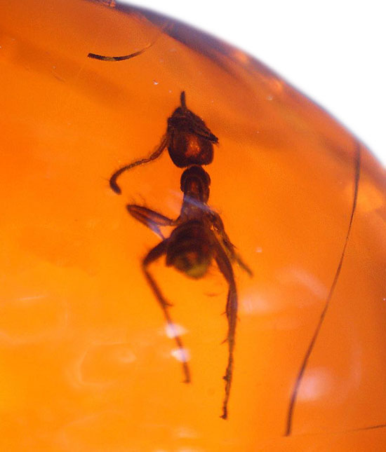 濃い飴色と美しいフォルム。保存状態抜群のアリを内包したドミニカ産の琥珀/新生代（6500万年前 -- 現在）【ot921】