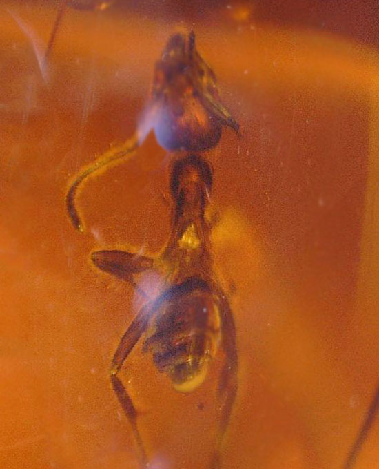 濃い飴色と美しいフォルム。保存状態抜群のアリを内包したドミニカ産の琥珀(その6)