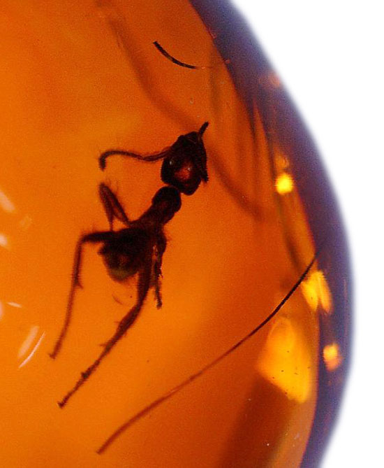 濃い飴色と美しいフォルム。保存状態抜群のアリを内包したドミニカ産の琥珀(その7)