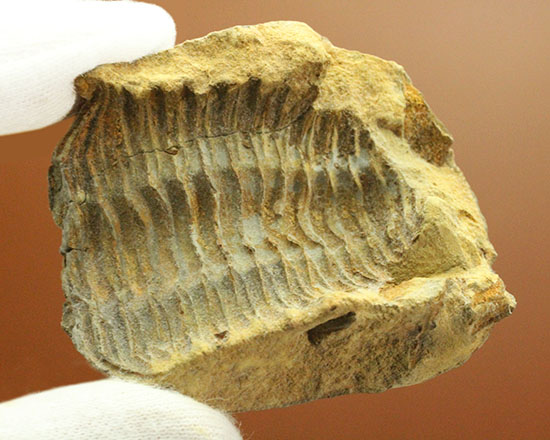 申し分ない保存状態のカリメネ三葉虫ノジュール標本(その12)