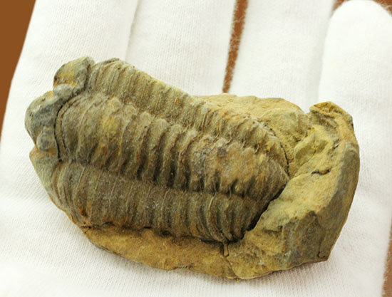 申し分ない保存状態のカリメネ三葉虫ノジュール標本(その13)